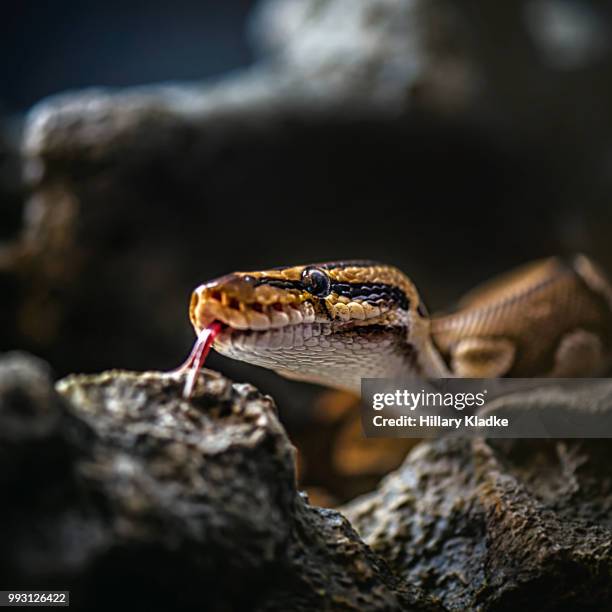 Python Tounge 234 Python Mouth Stock Photos, High-Res Pictures, and Images - Getty Images