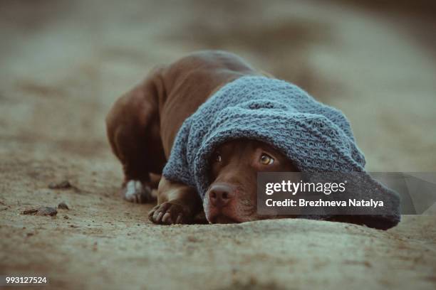 pitbull cold - pointer dog stock pictures, royalty-free photos & images
