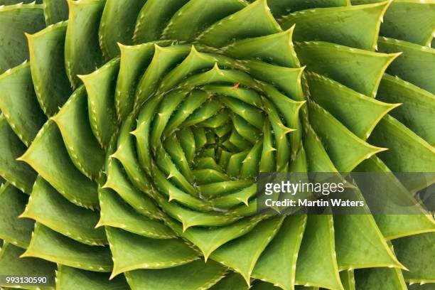 photo by: martin waters - spiral detail stock pictures, royalty-free photos & images
