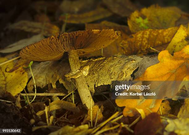 mushroom between fallen leaves - korbel stock pictures, royalty-free photos & images