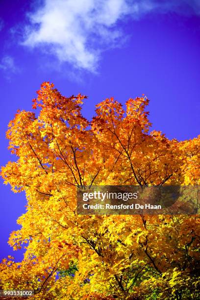 yellow and blue - haan stock pictures, royalty-free photos & images