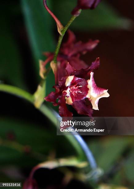 orquidea - esper - fotografias e filmes do acervo