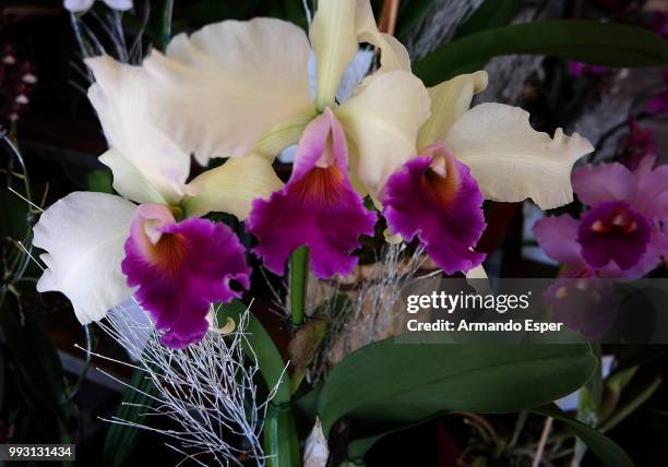 orquidea - esper stock pictures, royalty-free photos & images