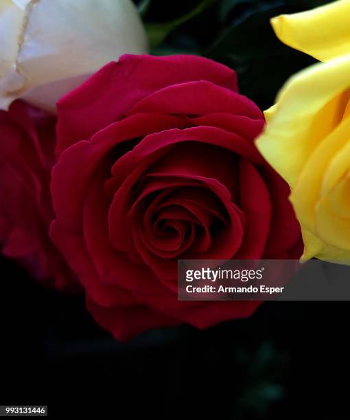 rosa - esper stock pictures, royalty-free photos & images