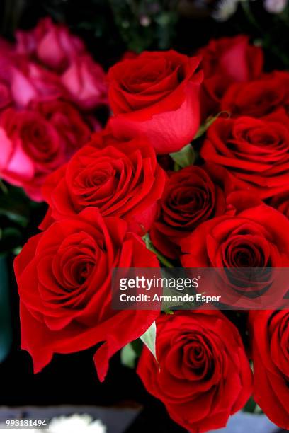 rosa - esper stock pictures, royalty-free photos & images