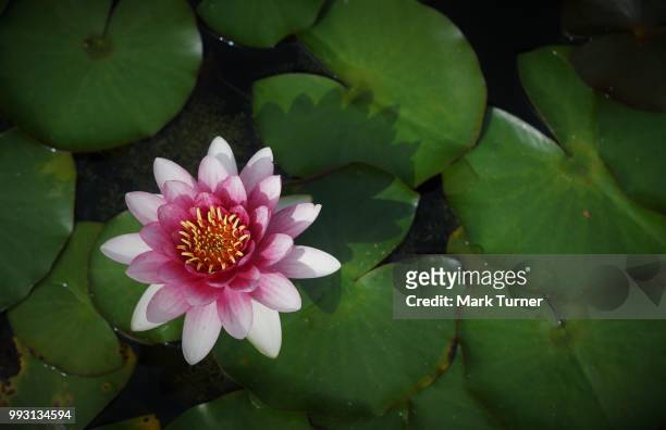 lilly - mark bloom stock pictures, royalty-free photos & images