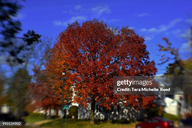 490 Michelle Reed Stock Photos, High-Res Pictures, and Images - Getty ...