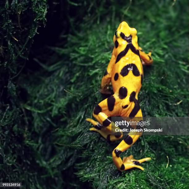 climb - golden frog stock pictures, royalty-free photos & images