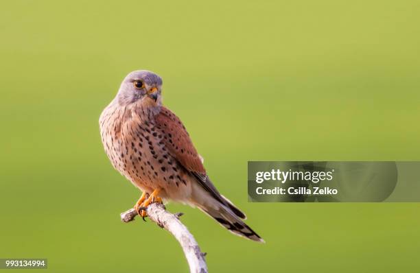 Kestrel Rear View 1,153 Kestrel View Stock Photos, High-Res Pictures, and Images - Getty ...