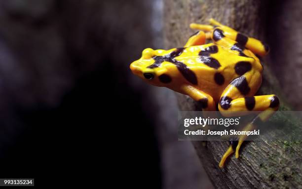 golden frog - golden frog stock pictures, royalty-free photos & images