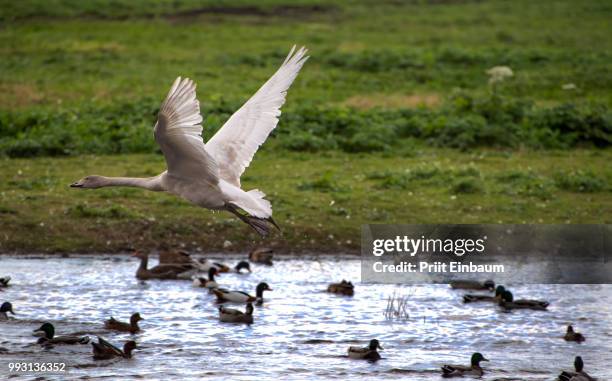 just after ...(1) - flying duck stock pictures, royalty-free photos & images