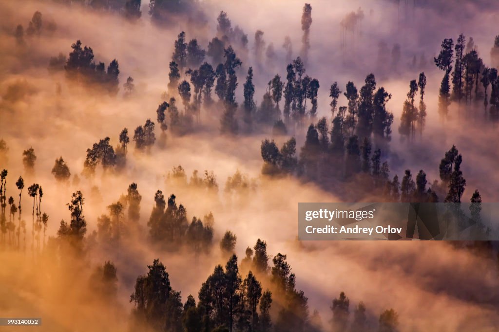 A forest covered with sulfur smoke and fog near Mount Bromo in Java, Indonesia.
