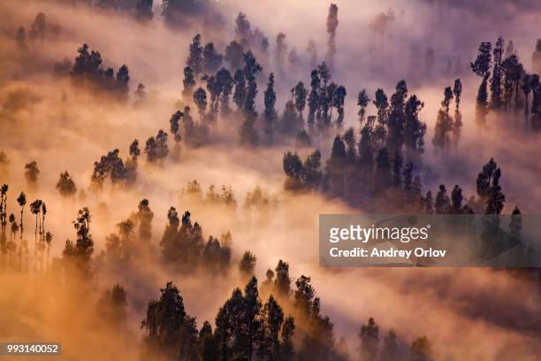 a forest covered with sulfur smoke and fog near mount bromo in java, indonesia. - tengger stock pictures, royalty-free photos & images