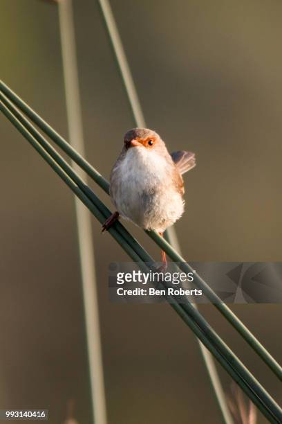 superb fairywren (female) - superb stock pictures, royalty-free photos & images