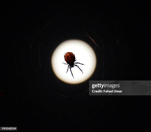 Moon Spiders Photos and Premium High Res Pictures - Getty Images