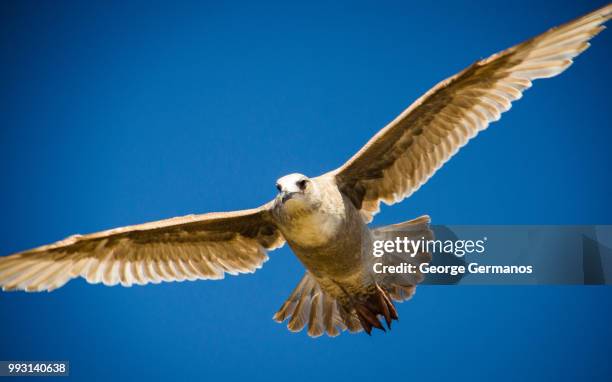 Geide Hawk 1,036 George Hawk Stock Photos, High-Res Pictures, and Images - Getty ...