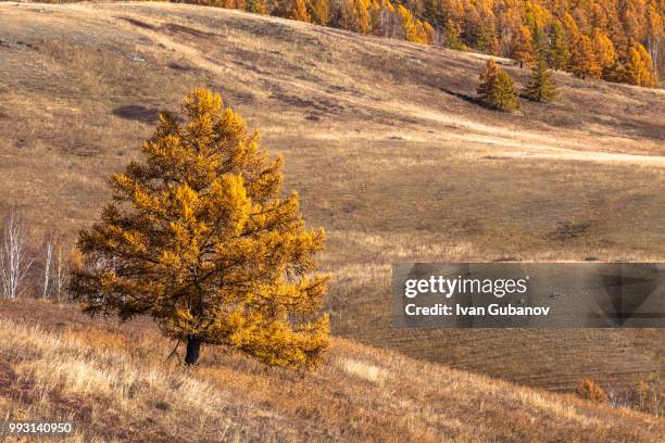 red pine on the altai hills - red pine stock pictures, royalty-free photos & images