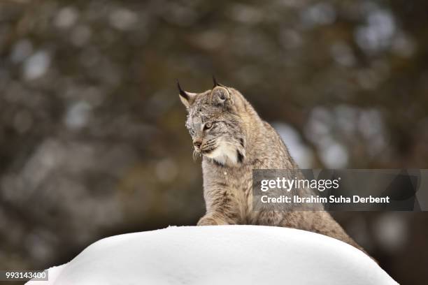 adult canadian lynx is observing its surroundings. - angry wet cat stock pictures, royalty-free photos & images