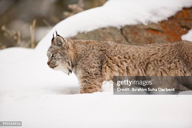 adult canadian lynx is standing on the snow covered ground. - canadian lynx fotografías e imágenes de stock