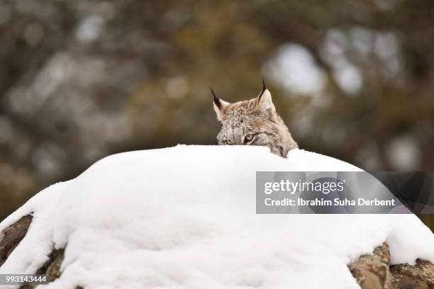 adult canadian lynx is sneaking behind a rock. - canadian lynx fotografías e imágenes de stock