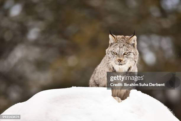 adult canadian lynx is looking at its target. - angry wet cat stock pictures, royalty-free photos & images