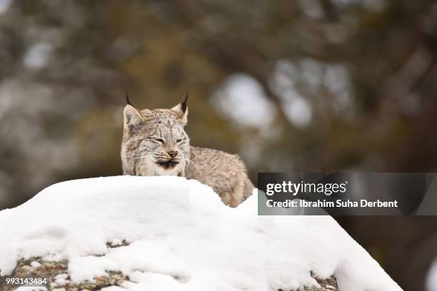 adult canadian lynx is sitting on a snowy rock and looking away. - angry wet cat stock pictures, royalty-free photos & images