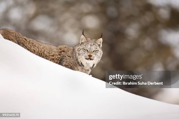 adult canadian lynx is lying on snow-covered hill. - angry wet cat stock pictures, royalty-free photos & images