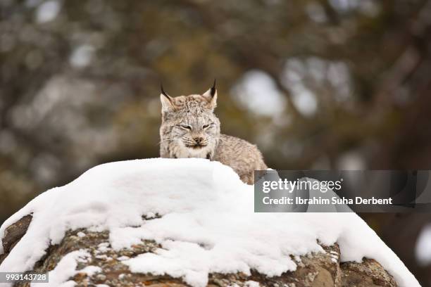 adult canadian lynx is trying to sleep on a snowy rock. - angry wet cat stock pictures, royalty-free photos & images