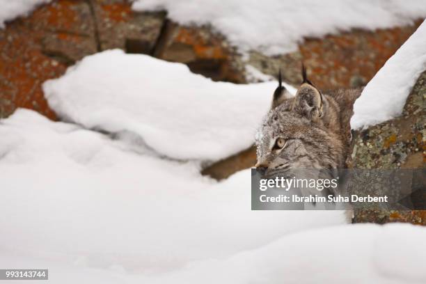 adult canadian lynx is hiding behind a grey mossy rock and watching. - boulder rock stock-fotos und bilder