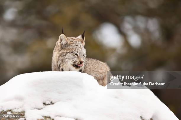adult canadian lynx is licking its nose and looking away. - angry wet cat stock pictures, royalty-free photos & images