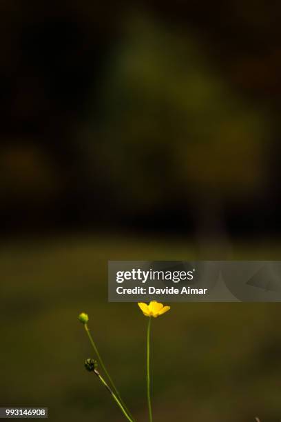 flower - aimar stock pictures, royalty-free photos & images