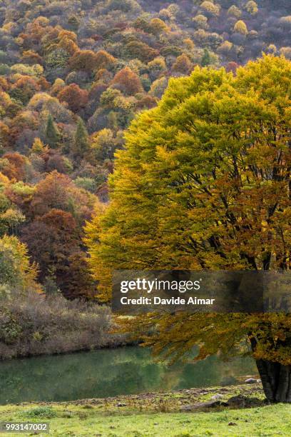 autumn - aimar stock pictures, royalty-free photos & images