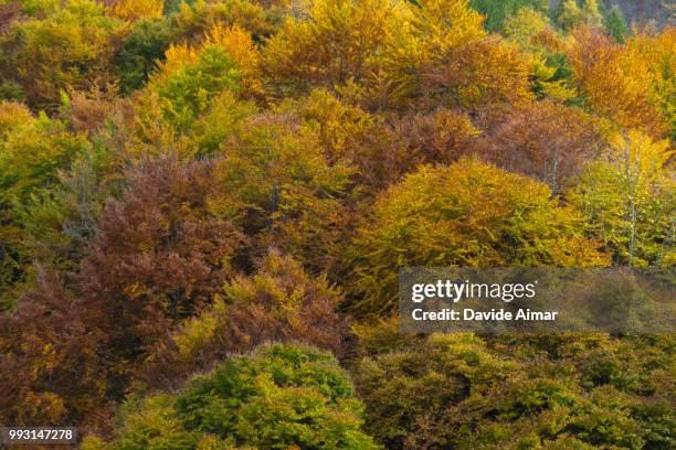 autumn colors - aimar stock pictures, royalty-free photos & images