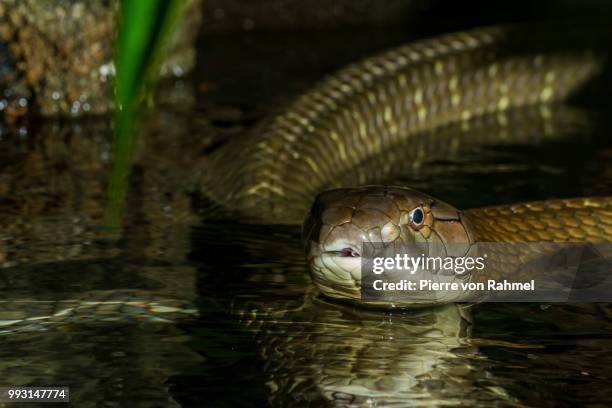 the king - water snake stock pictures, royalty-free photos & images