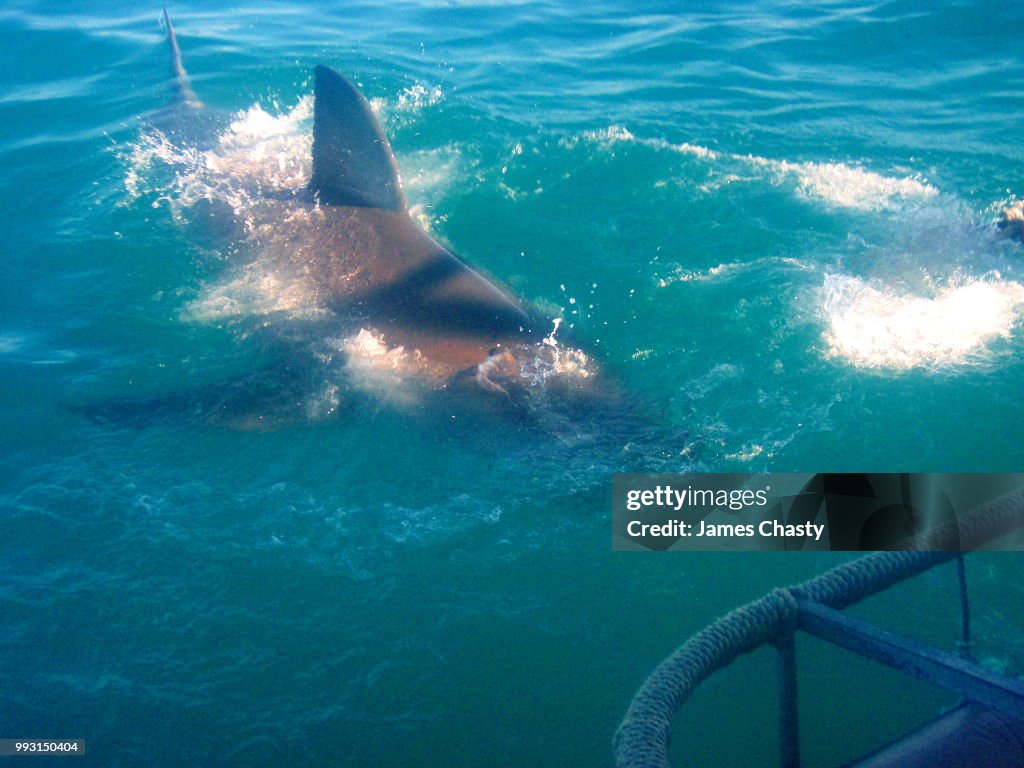 Great White Shark Cage Diving, SA