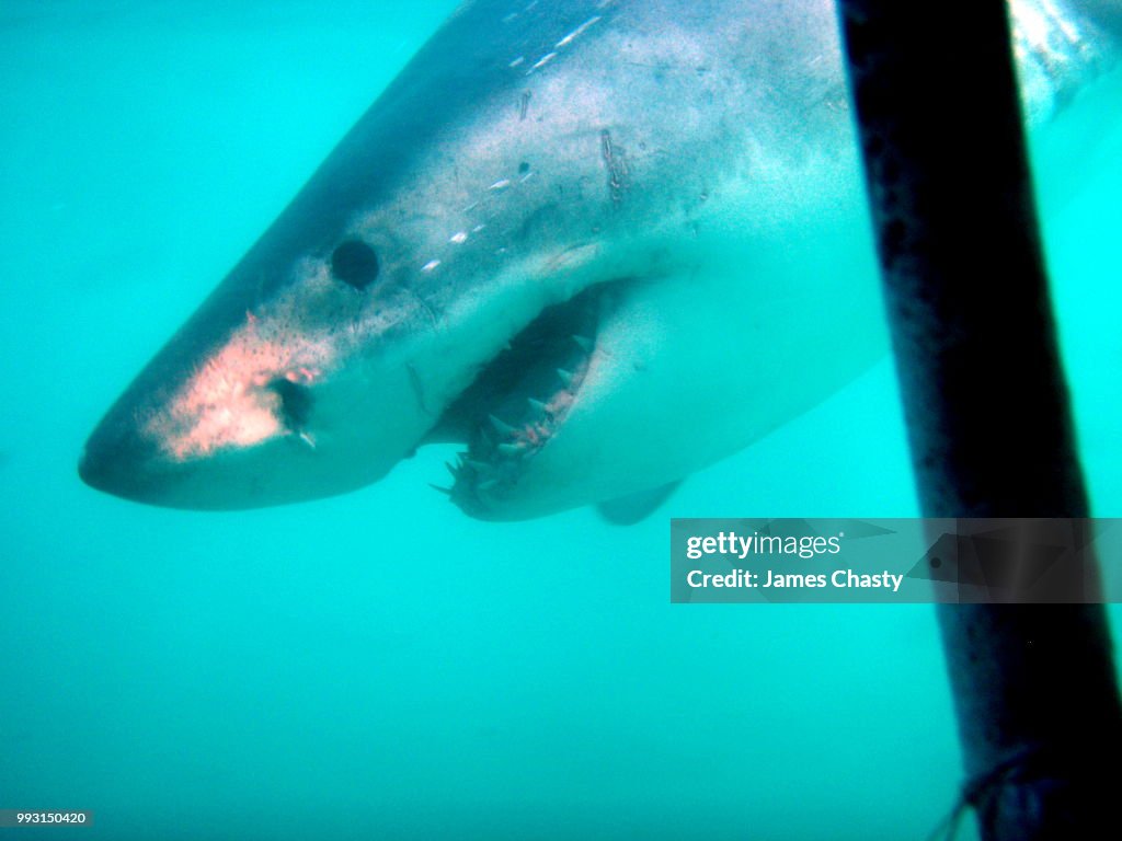 Great White Shark Cage Diving, SA