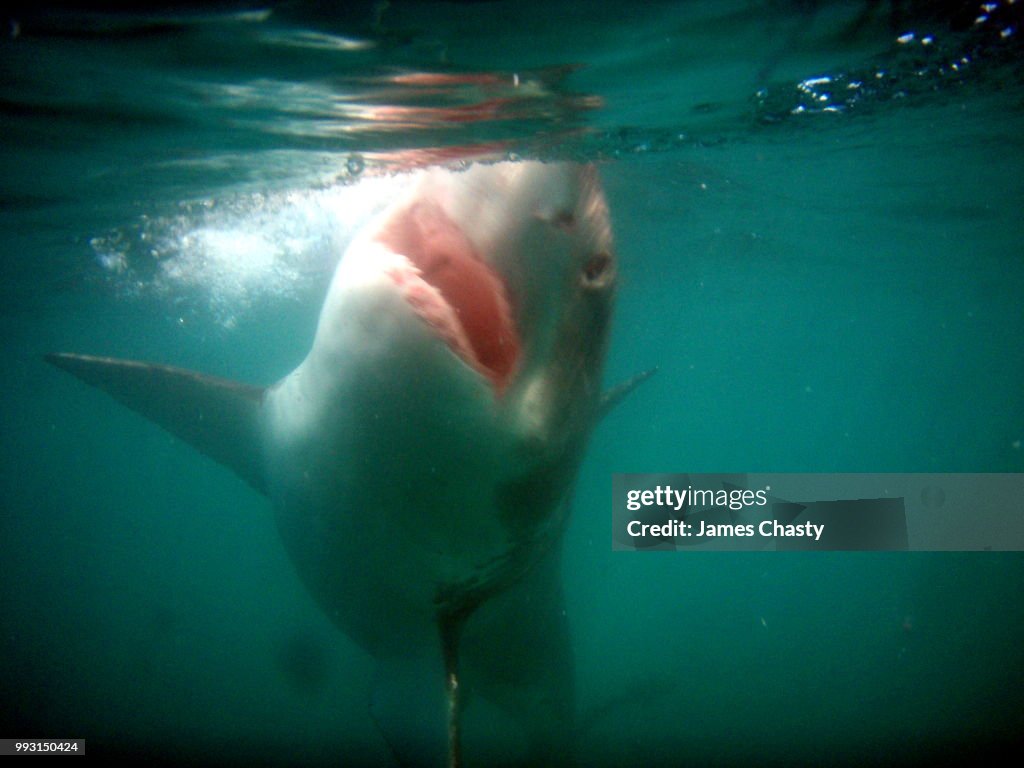 Great White Shark Cage Diving, SA