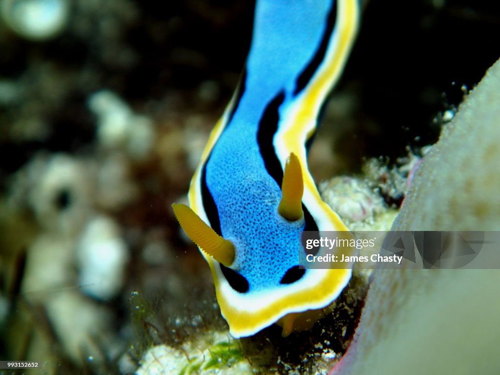 Chromodoris annae, Indonesia
