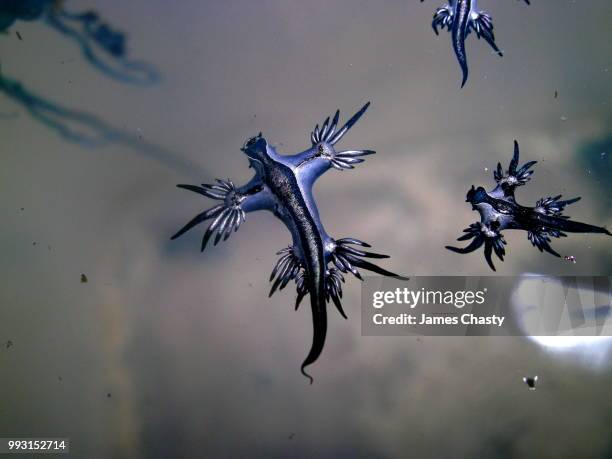 glaucus atlanticus, indonesia - glaucus fotografías e imágenes de stock