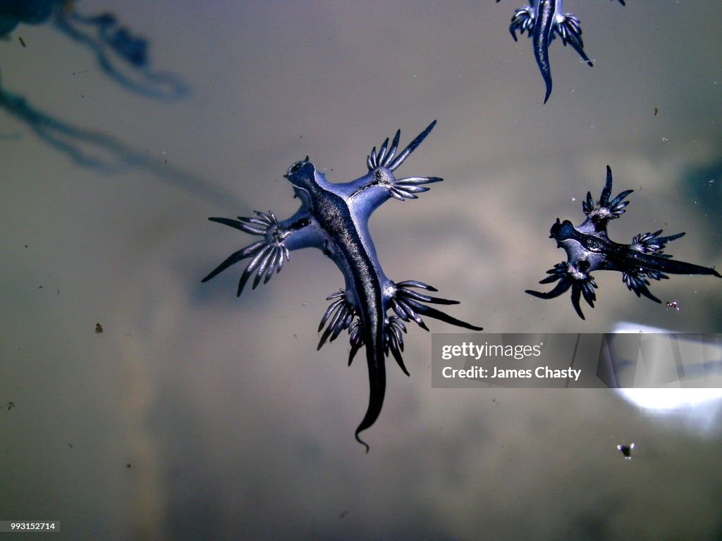 Glaucus atlanticus, Indonesia