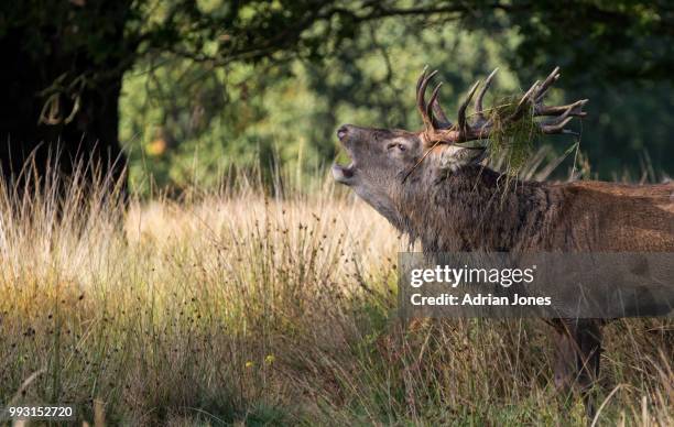 deer rut at richmond park - richmond park 個照片及圖片檔