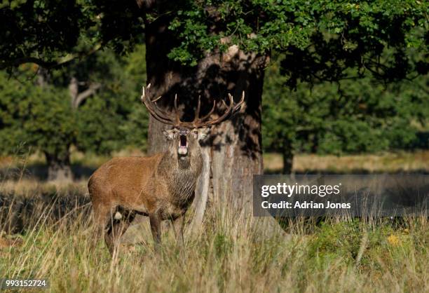 deer rut at richmond park - richmond park 個照片及圖片檔