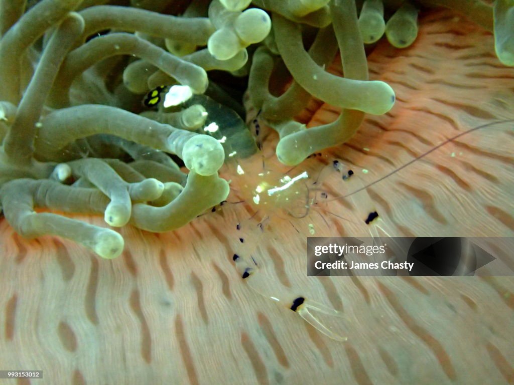 Glass Anemone Shrimp, Madagascar