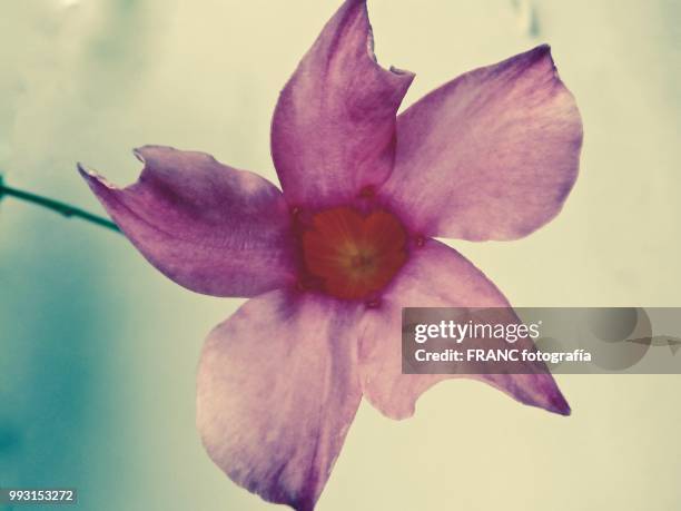 flower in out colour - fotografía stock pictures, royalty-free photos & images