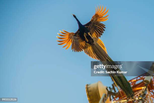 the flying peacock - flying peacock stock pictures, royalty-free photos & images