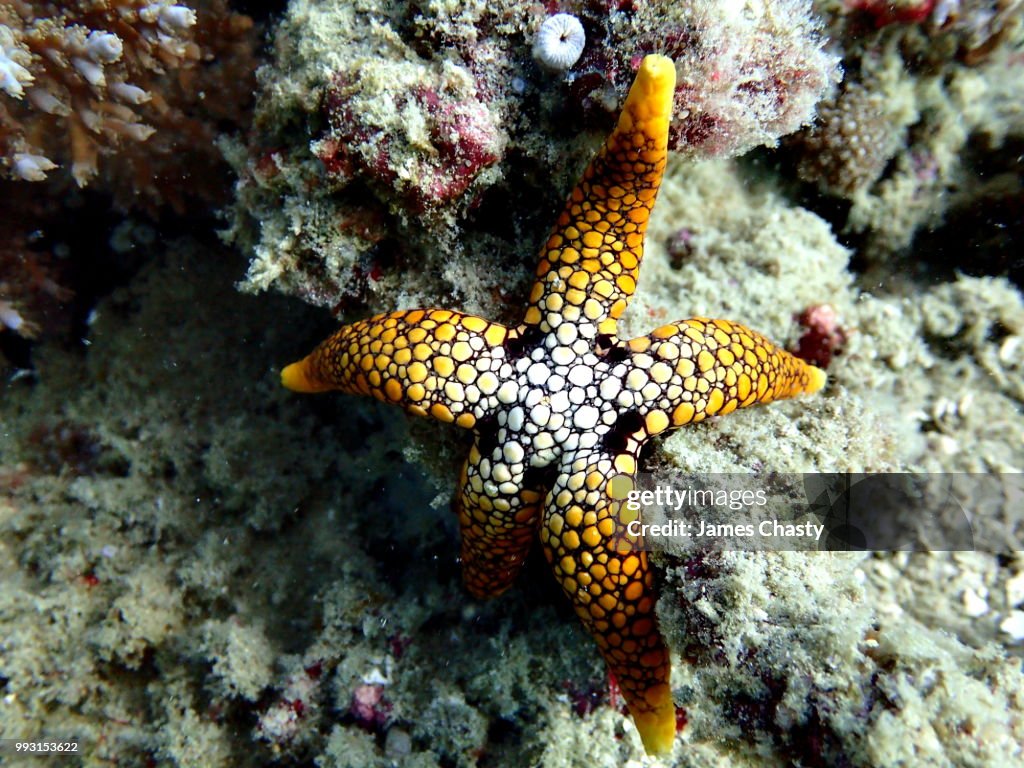 Sea Star, Madagascar