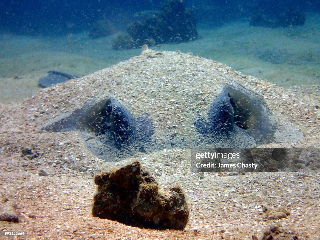 Giant Reef Ray, Madagascar