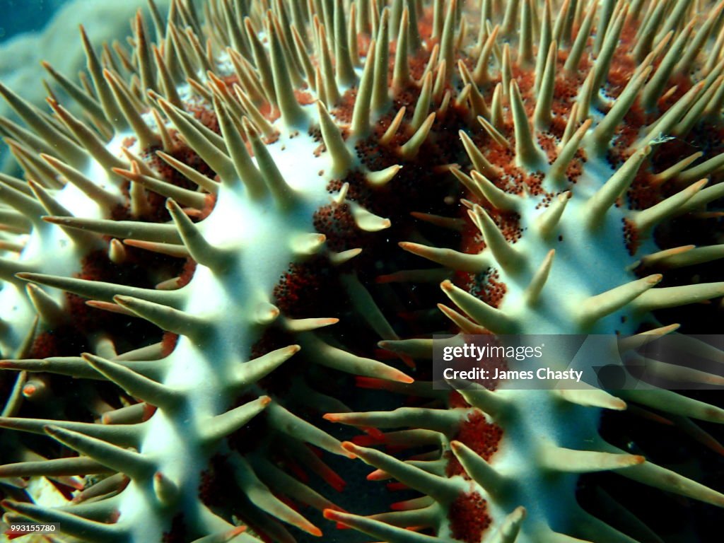 Acanthaster planci - Crown of Thorns, Madagascar