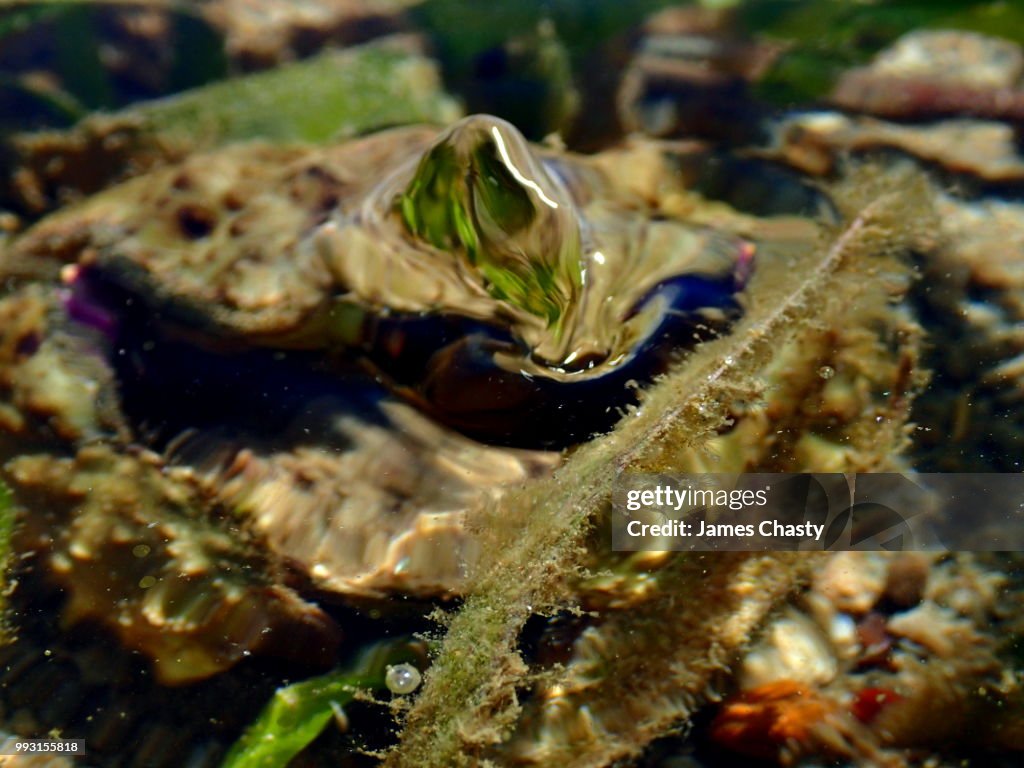 Bubble-Blowing Crab, Madagascar
