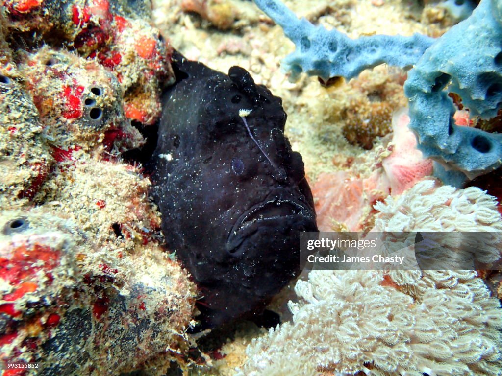 Giant Frogfish, Madagascar